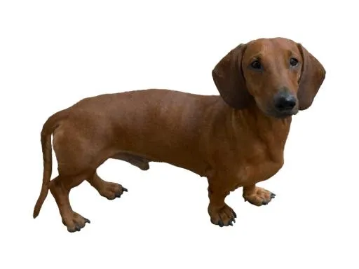 腊肠犬 PNG免抠(800x600)