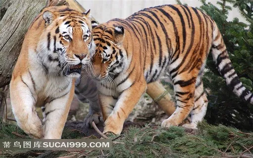 两只雄壮的老虎摄影素材