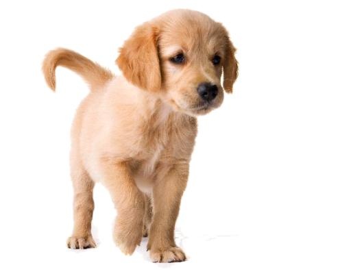 拉布拉多犬 PNG免抠(558x440)