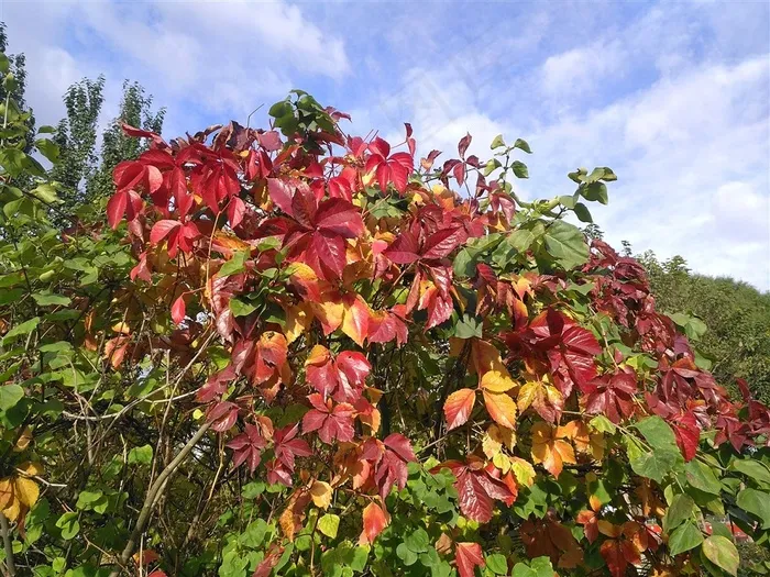 蓝天白云下颜色鲜艳的爬山虎叶子