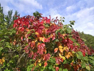 蓝天白云下颜色鲜艳的爬山虎叶子