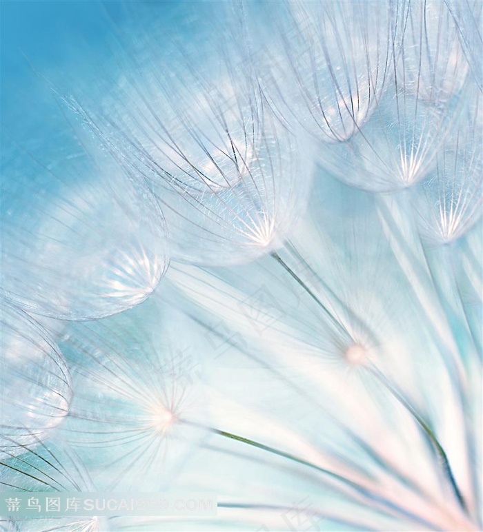 蒲公英植物特写