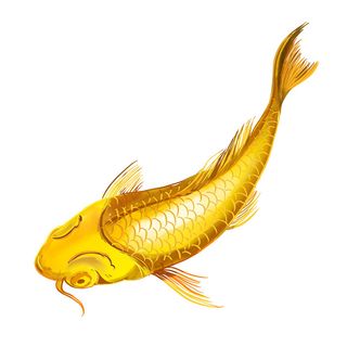 手绘烫金国潮中国风卡通锦鲤鱼金鱼插画装饰元素PSD设计素材