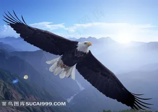 天空翱翔的老鹰图片