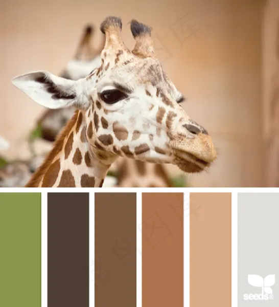 动物配色色卡色彩搭配