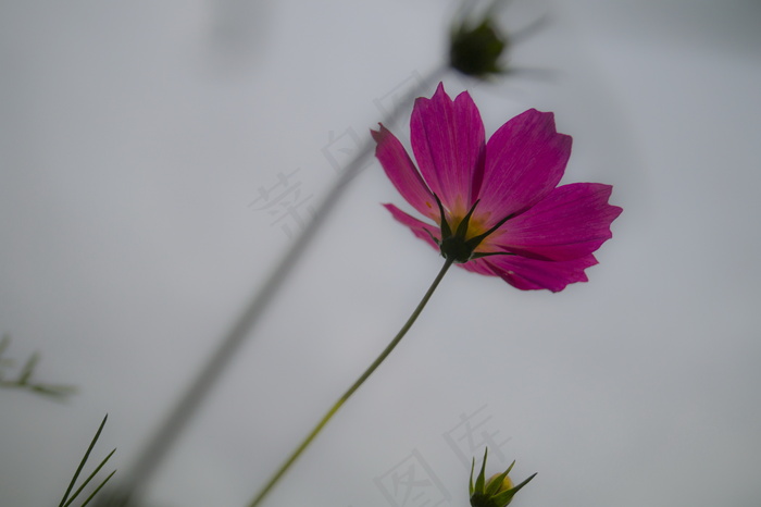 微距格桑花图片
