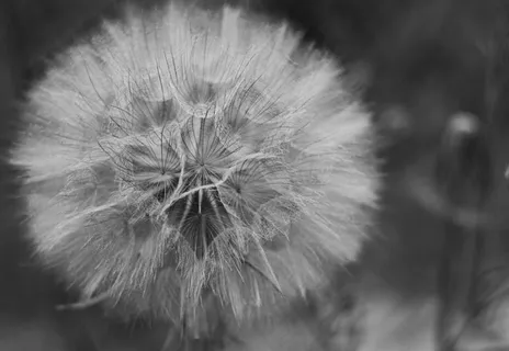 黑白蒲公英图片