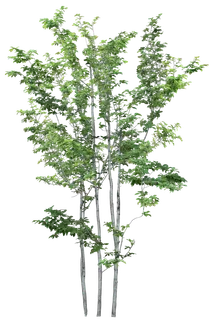 高清树木素材 免抠PSD植物素材 美术绘画园林贴图 树草灌木花草