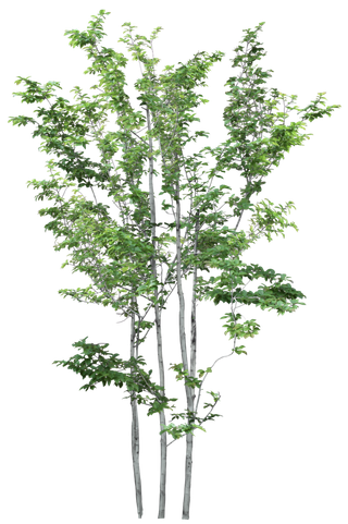 高清树木素材 免抠PSD植物素材 美术绘画园林贴图 树草灌木花草