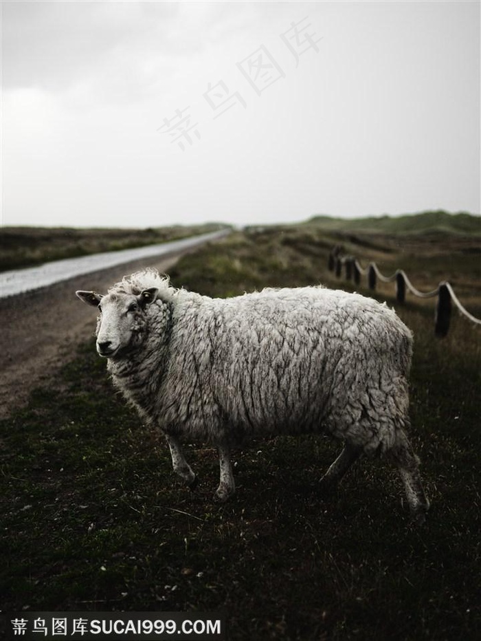 草地上的大绵羊