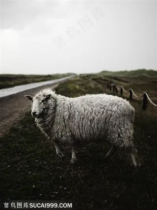 草地上的大绵羊