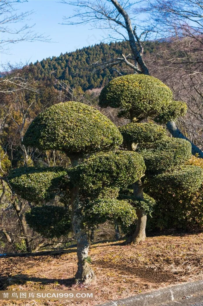 日本城市道路旁的绿化植物景观