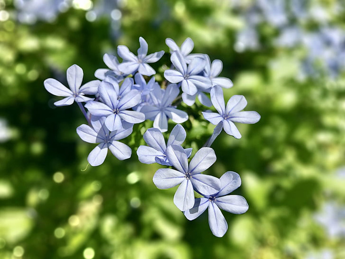 花朵 花束 植物 素材 (125)
