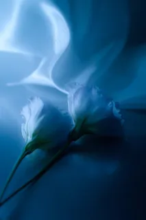 唯美梦幻樱花鲜花图片 唯美梦幻樱花鲜花图片