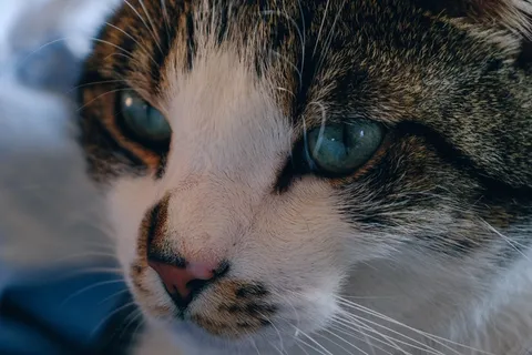 猫咪脸部特写图片 猫咪脸部特写图片