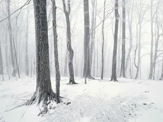 雪中树林 