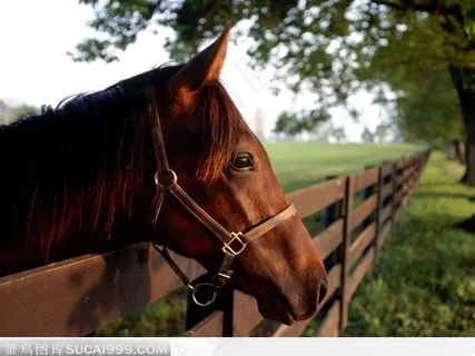 眺望远处的孤单骏马