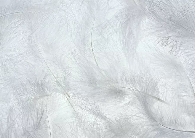 简洁小清新羽毛背景.png