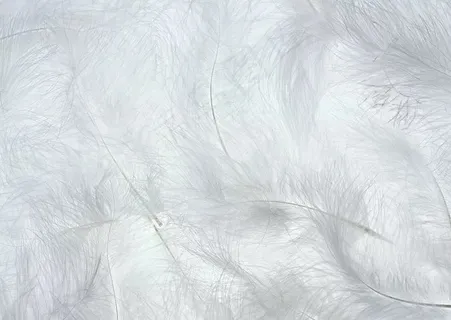 简洁小清新羽毛背景.png 简洁小清新羽毛背景.png