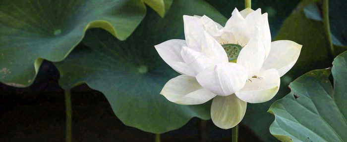 夏天白荷花荷花池，处暑小暑大暑夏至立夏摄影图(1712x704)