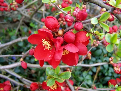 春天枝头红梅花图片 春天枝头红梅花图片