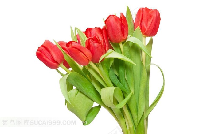迷人娇艳的红色郁金香