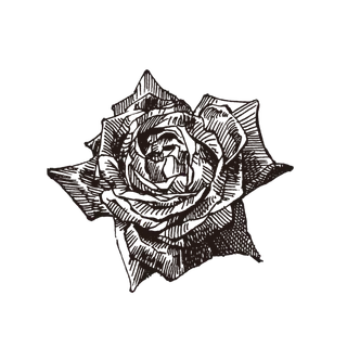 线条草本花卉手绘植物-玫瑰花4