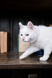 可爱猫咪猫猫摄影素材 可爱猫咪猫猫摄影素材