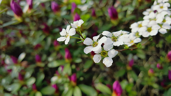 花朵 花束 植物 素材 (183)