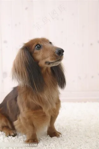 高清长耳朵狗狗图片