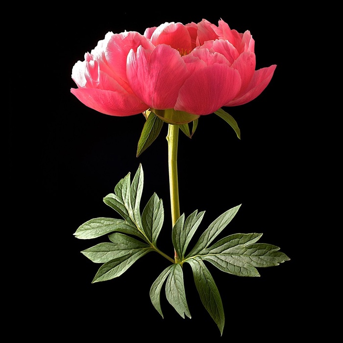 超高清红色月季鲜花图片