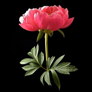 超高清红色月季鲜花图片