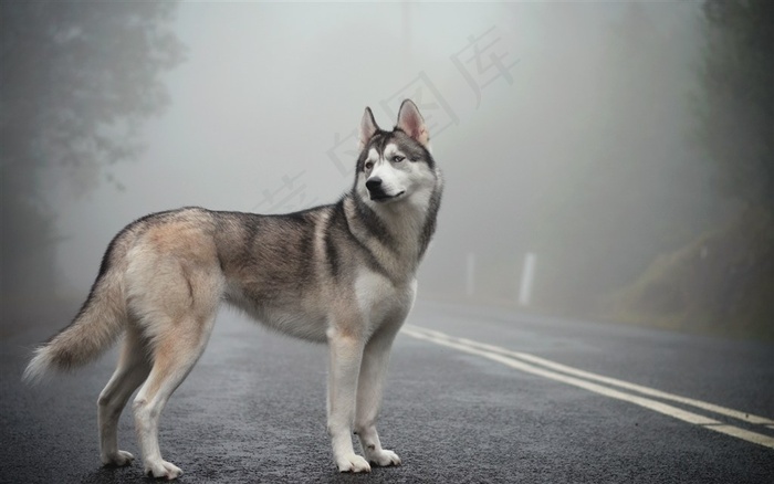 马路上的大狼狗狗图片