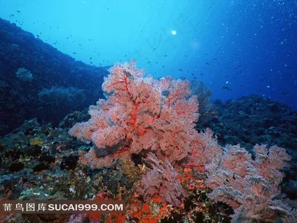 礁石上的珊瑚海葵