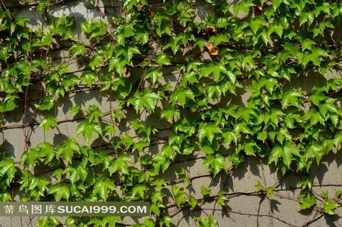 绿色油亮的树叶