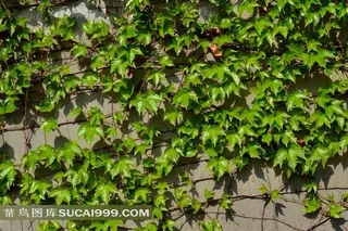 绿色油亮的树叶