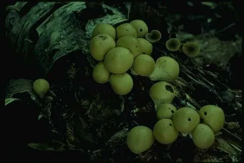 蘑菇图片 蘑菇图片