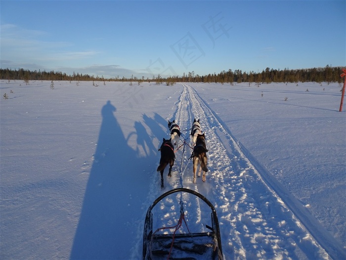 雪橇犬图片素材