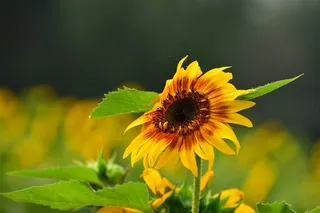 生机勃勃的向日葵素材