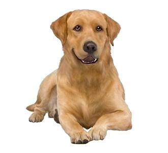 拉布拉多犬 PNG免抠(330x300)