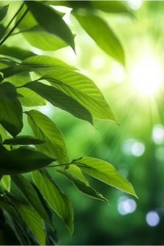 阳光从树叶洒下来光影光圈摄影背景