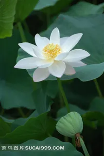 漂亮的白荷花莲藕摄影素材 漂亮的白荷花莲藕摄影素材
