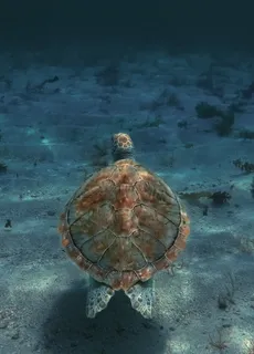海龟素材图片 海龟素材图片
