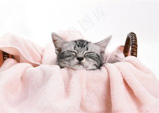 睡在篮子里的猫咪图片