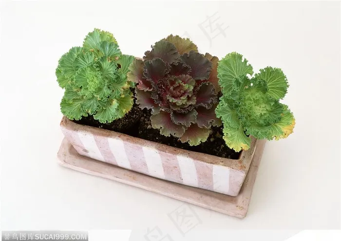 园艺工具-盒子中的植物