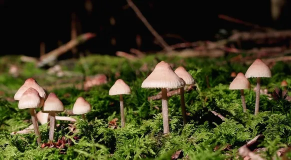 森林伞状小蘑菇图片 森林伞状小蘑菇图片