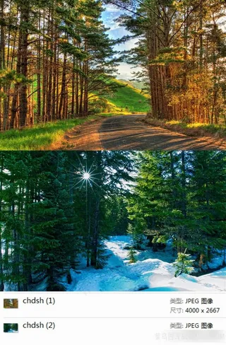 森林风景摄影素材