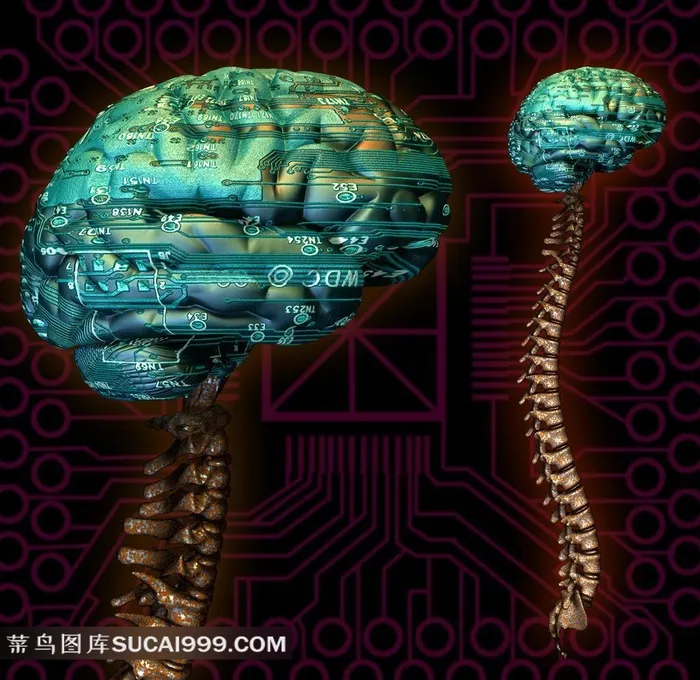 大脑脊柱高清素材