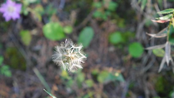 唯美蒲公英微距拍摄