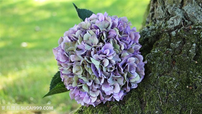 高清树干旁边绣球花鲜花图片